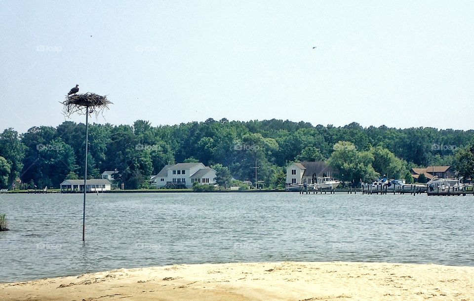 Osprey Nest