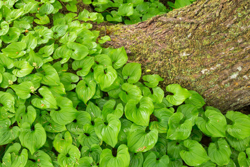 Tree trunk surrounded by green heart shaped leaves. 