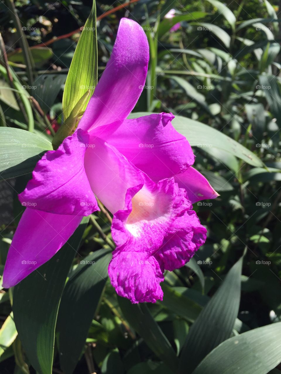 Purple tropical flower. Bright purple tropical flower