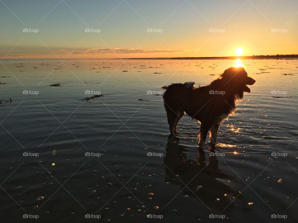 Silhouette dog border collie sheepdog standing in ocean water at low tide and facing watching sunset, sun low in horizon