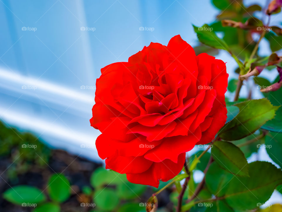 Beautiful red flower on a friend’s backyard.