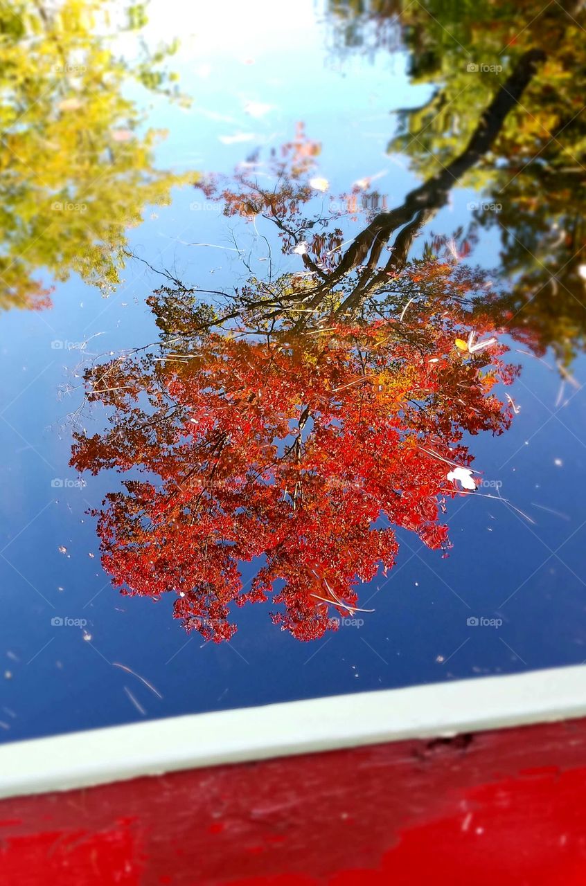 Tree, Leaf, Fall, Season, Nature