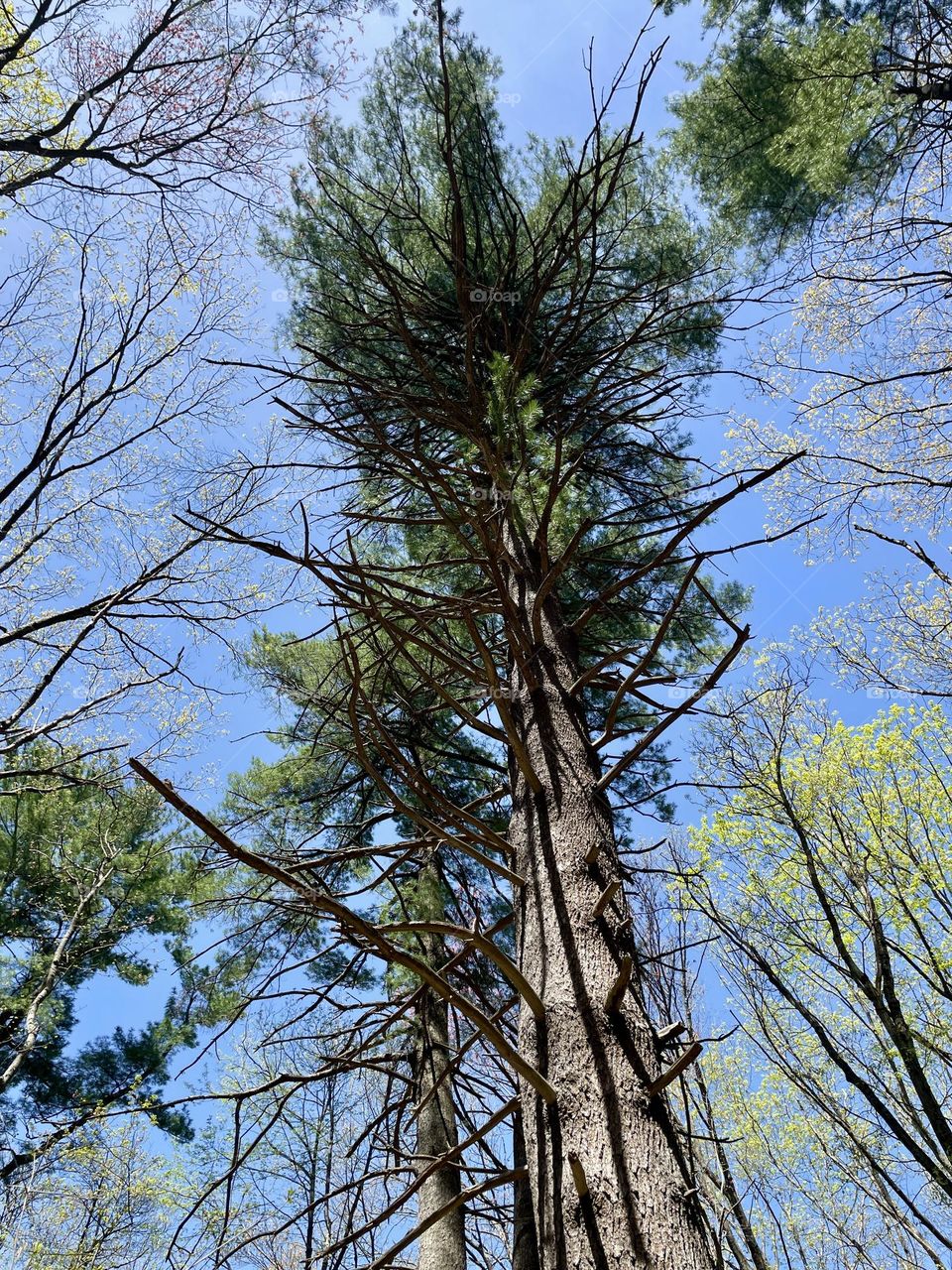 Tall trees stretch skyward, their leaves a mix of light and dark green, crowned with delicate white blossoms. The vibrant foliage contrasts beautifully against a clear, blue Spring sky.