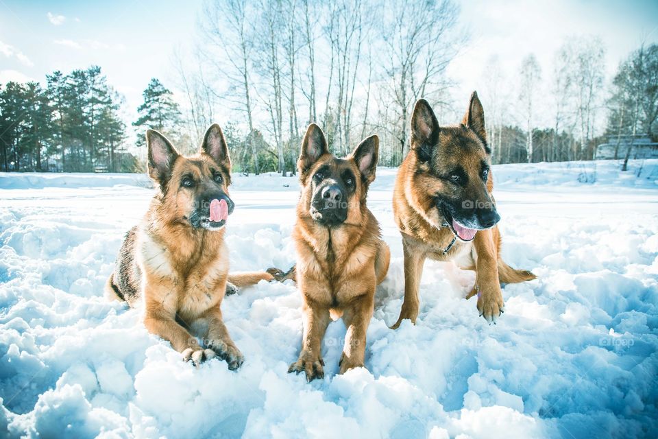 Dogs playing in snowy weather