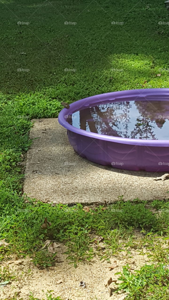 froggy hanging by the pool