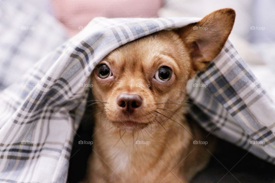 A small chihuahua dog peeps out from under the blanket