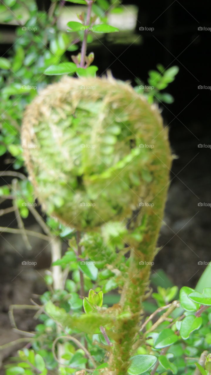 Spring baby fern