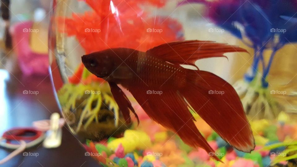 Red beta fish