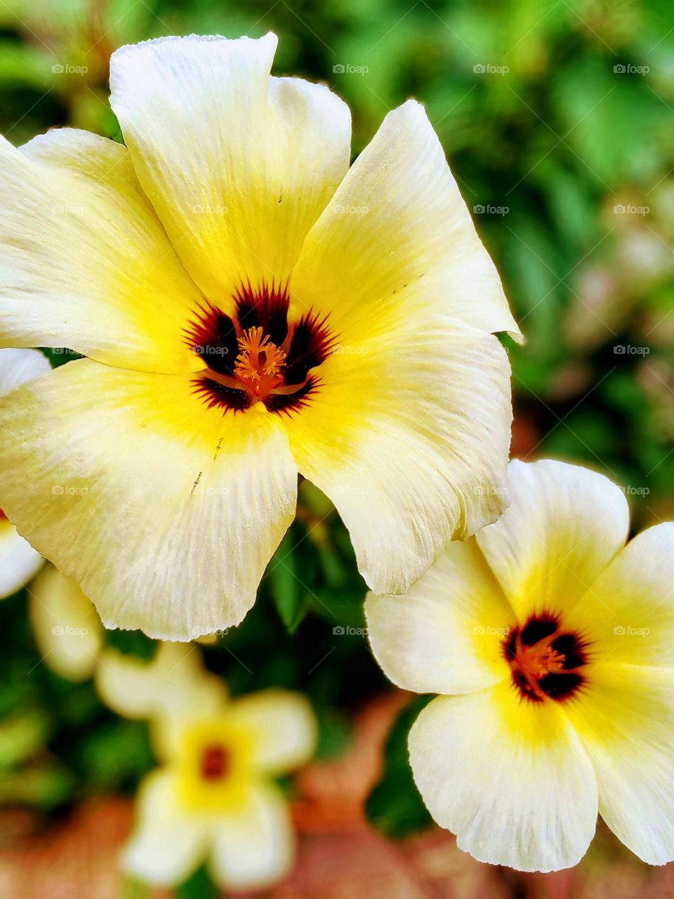 This beautiful yellow flower, it seemed to be waiting for me to be photographed on the edge of a sidewalk