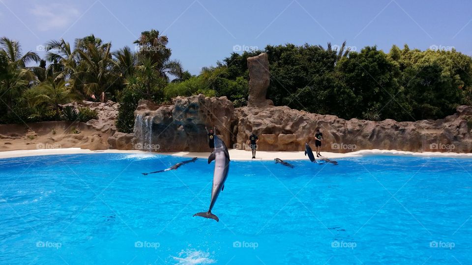 Hi Dolphin!. Loro Park in Tenerife