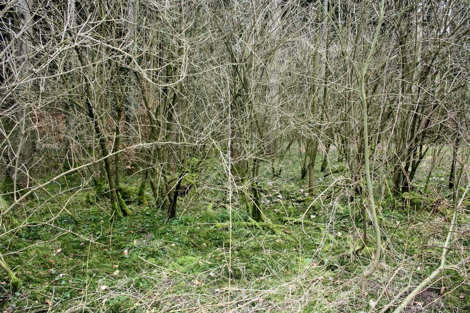 wild forest