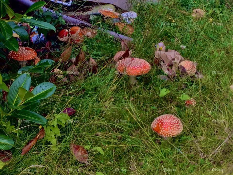 Enchanted Red Toadstools in the Garden