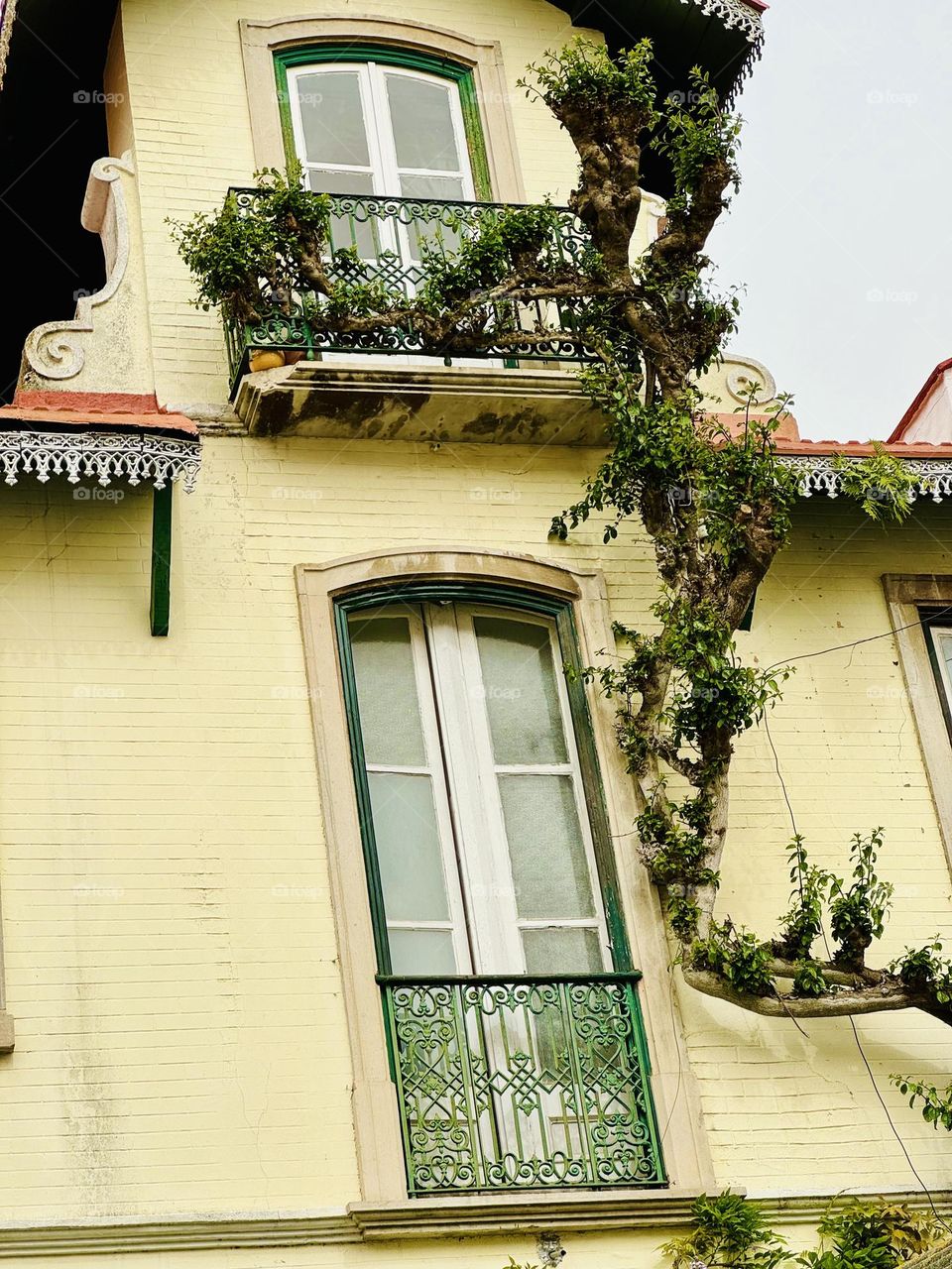 Wisteria Vine into the Window