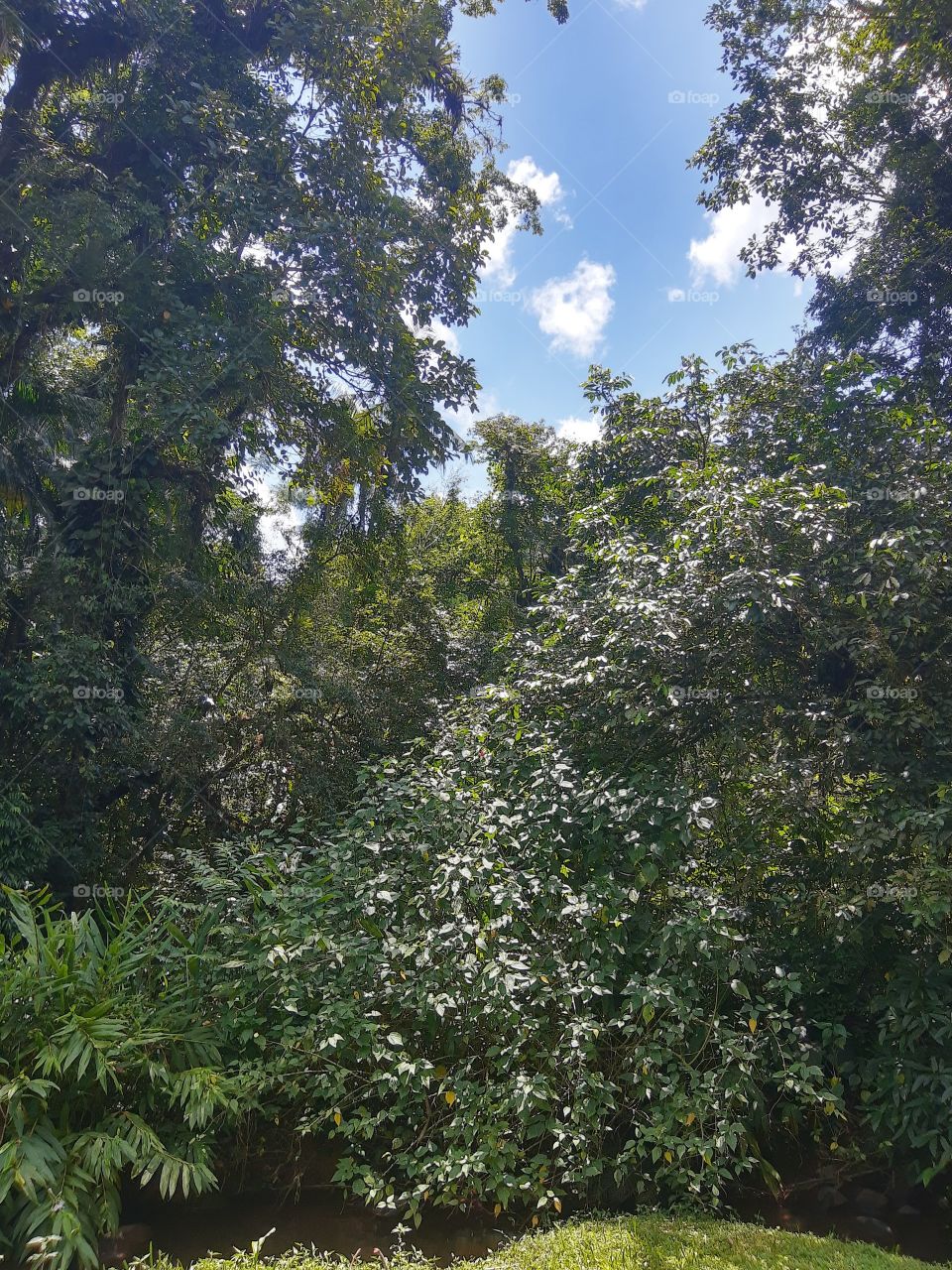 tropical forest with a river
