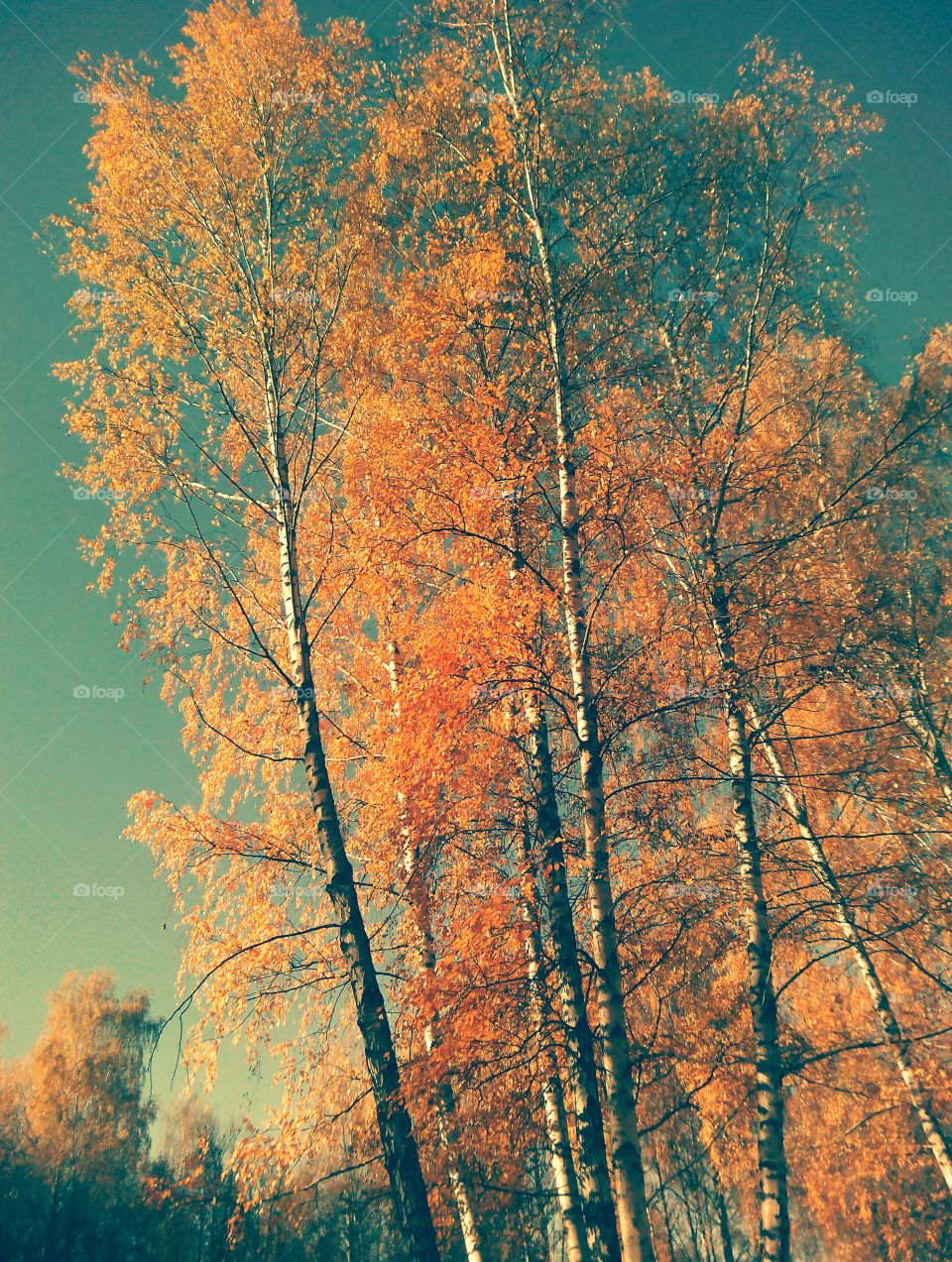 No Person, Fall, Tree, Wood, Leaf