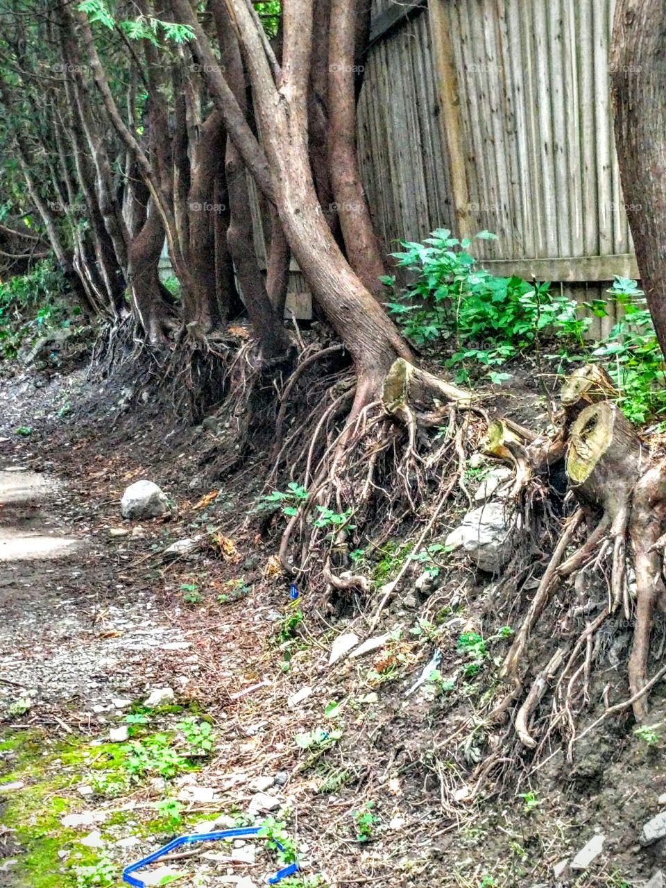 Tree Root's