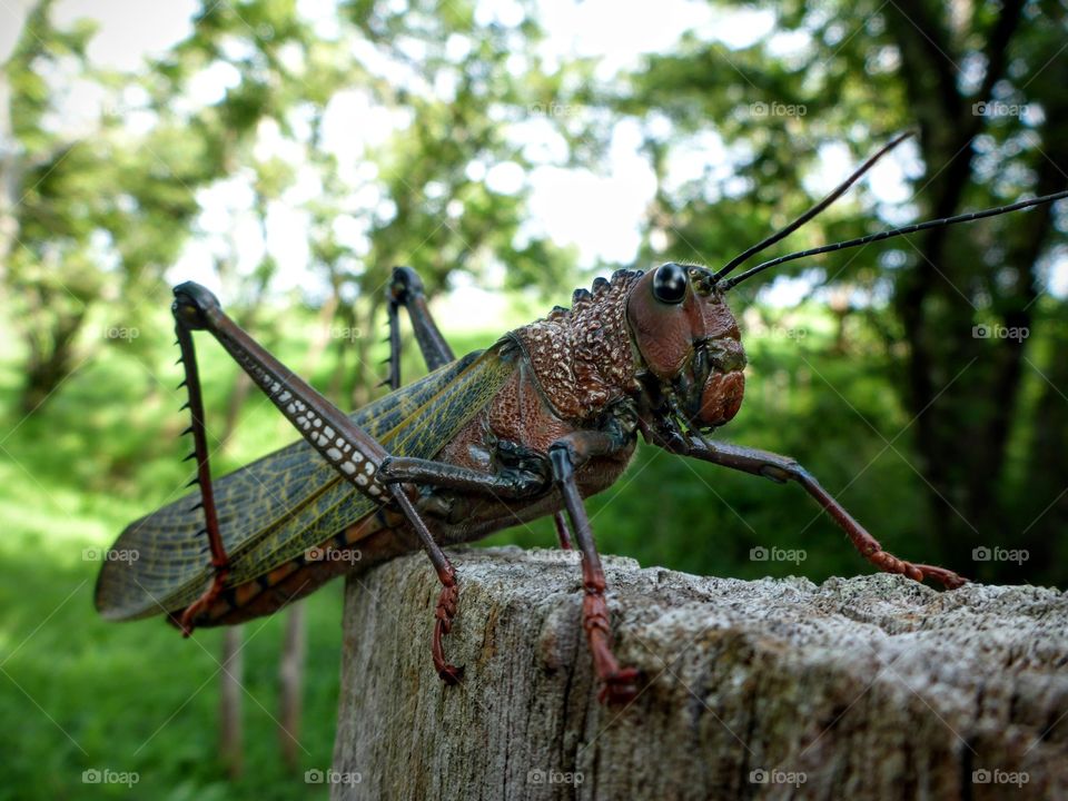 Giant grasshopper, Costa Rica