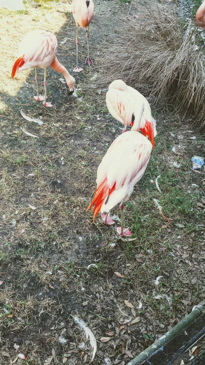 Flamingos!!
