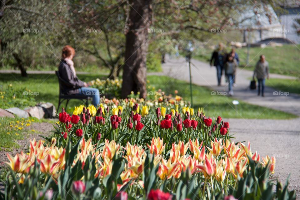 Tulips . Tulips 