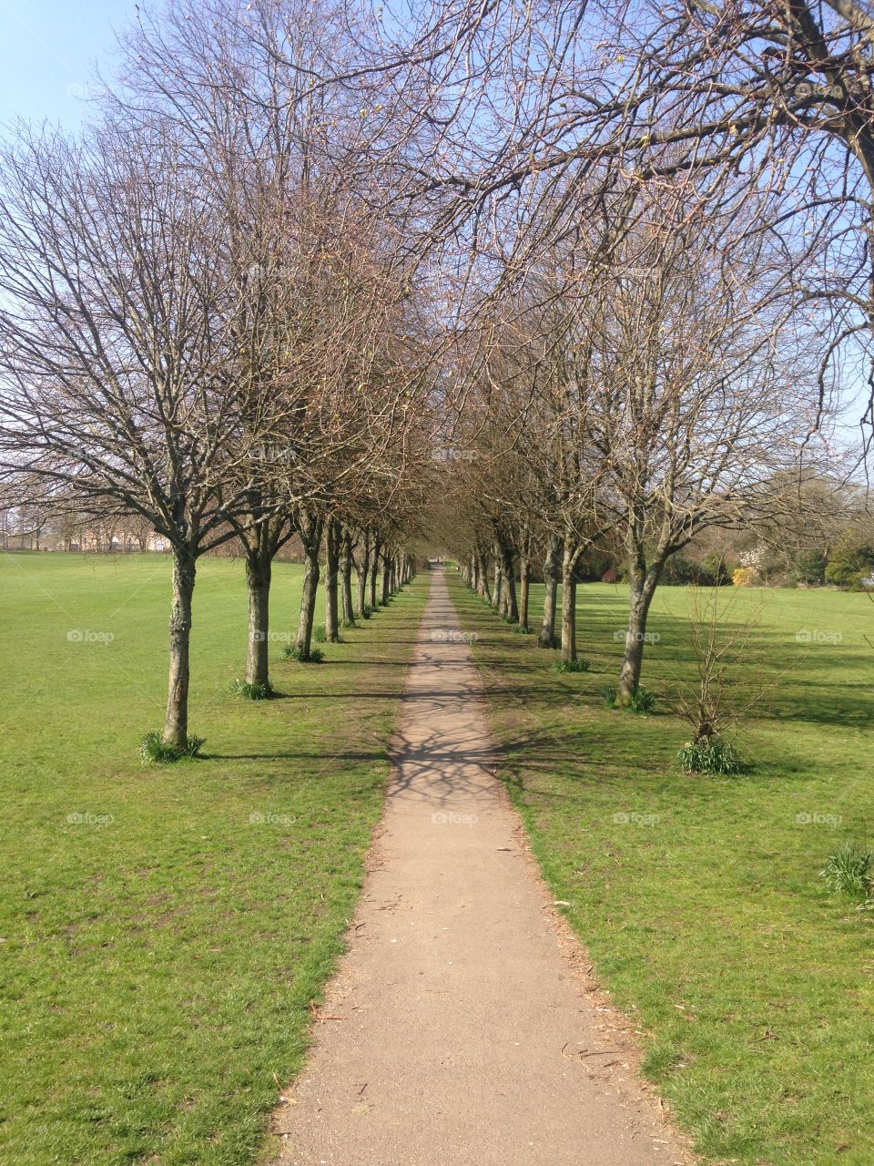 The path. Tree line path in my local park