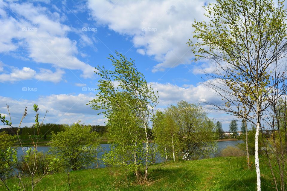 spring landscape