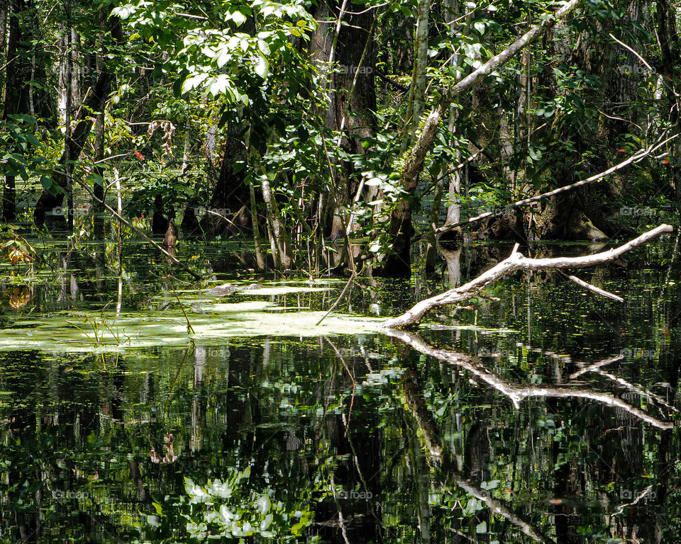 Airboat Ride Through the Swamp