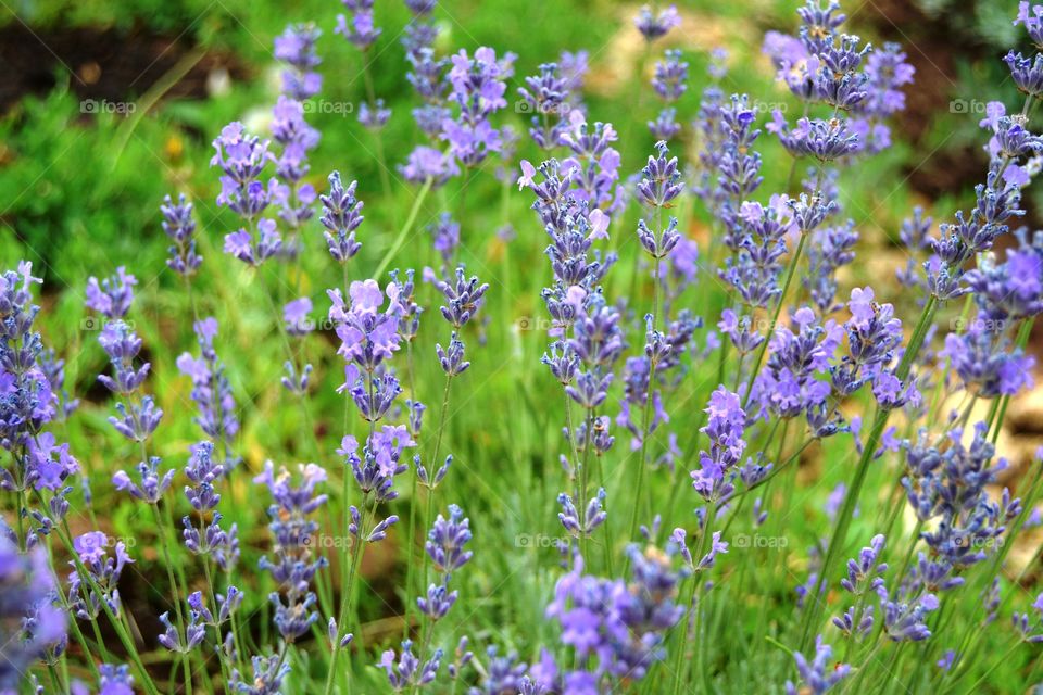 Fresh lavender in the garden 