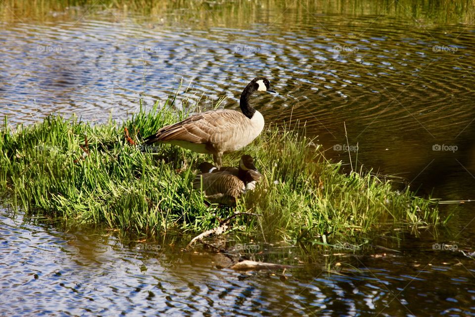 A couple of Canadian Geese find rest on a small island on the pond