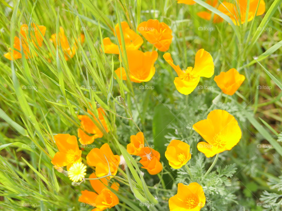 Orange flowers