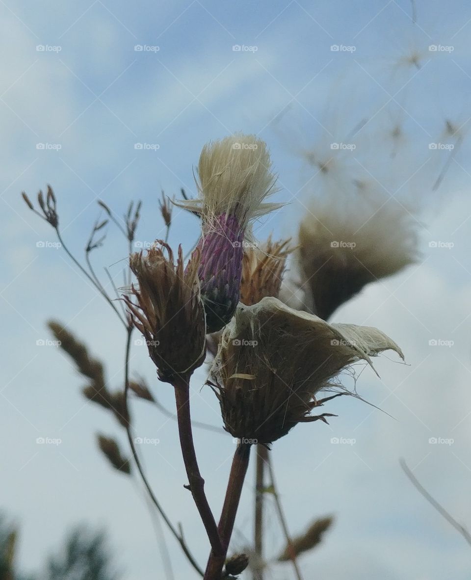 diestel plant blühen blume Summer Sommer pusteblume Himmel