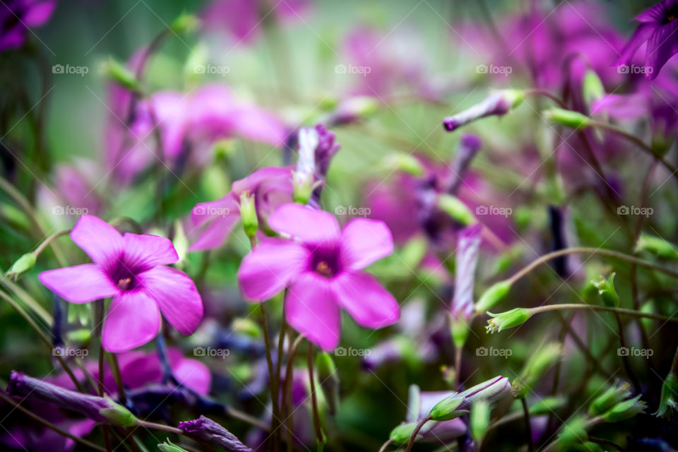 Purple Flowers Campanula
