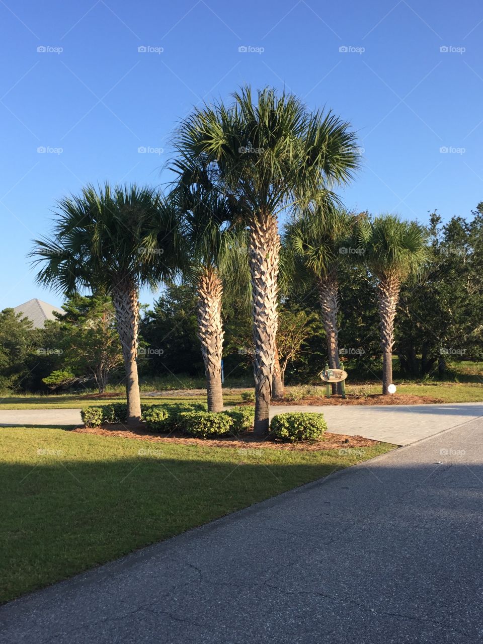 Palm trees soaking up some sun