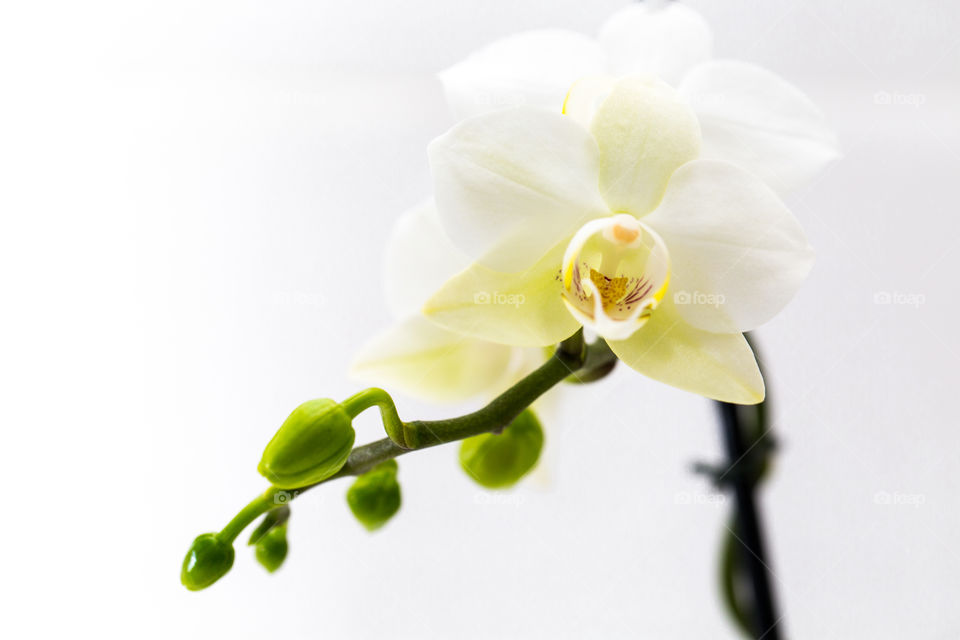 Product flowering and budding orchid flower white on pure white background