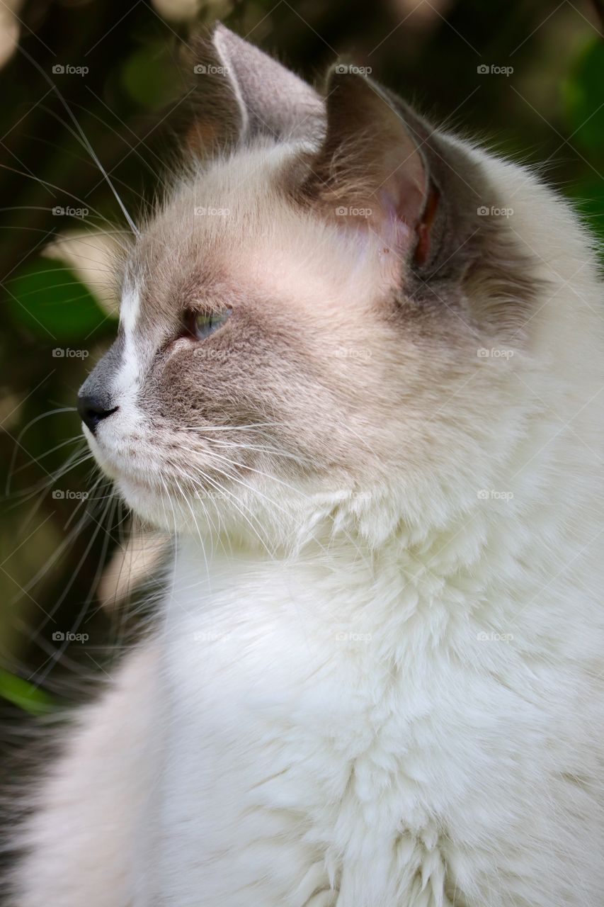 Side profile gorgeous ragdoll tabby cat outdoor headshot