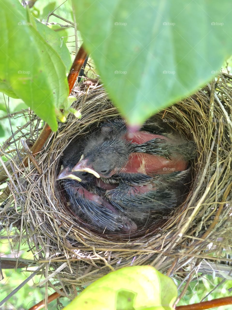 Baby birds in nest