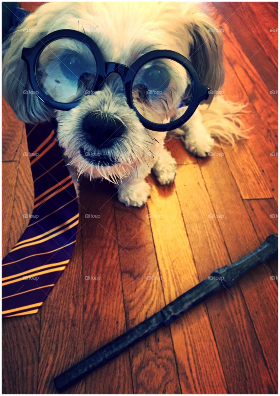 Dog in Harry Potter costume 