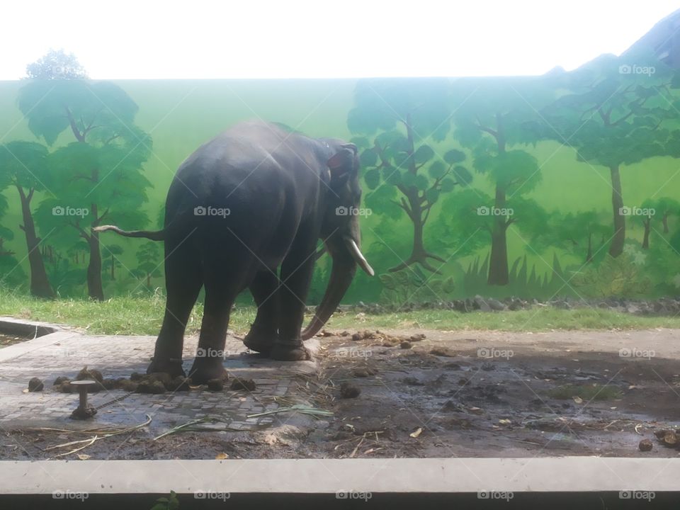 elephant at zoo