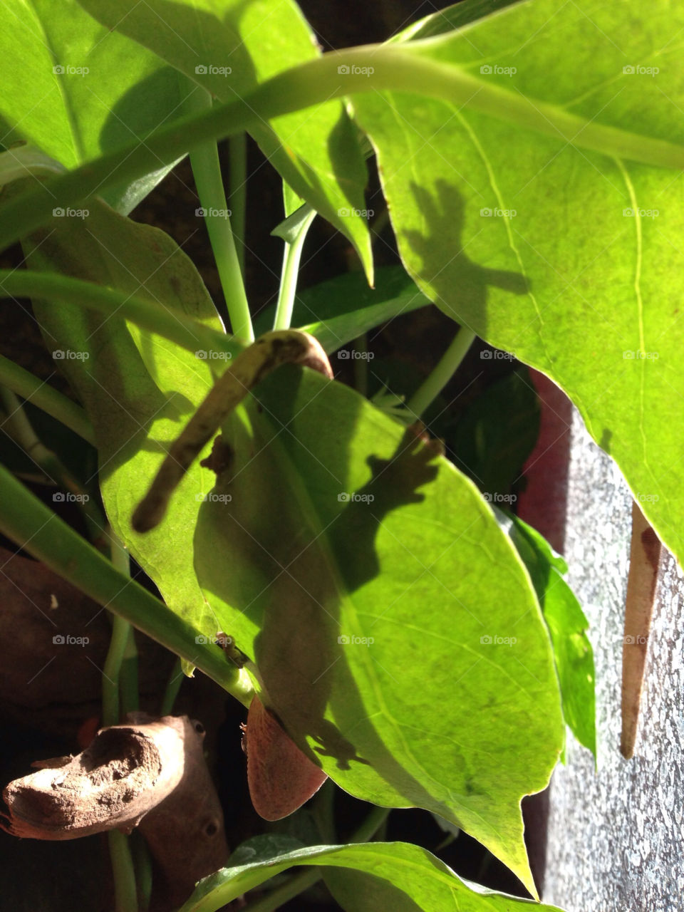 Crested gecko basking in the sun on a leaf