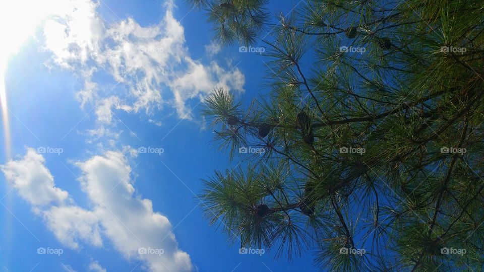 Sky Blue Trees