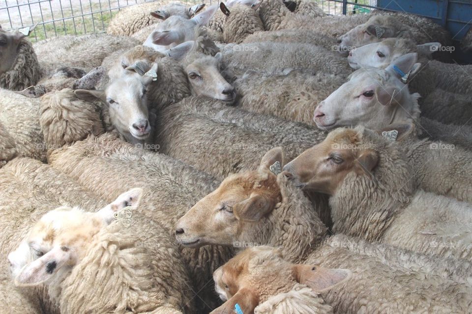 Waiting to be sheared