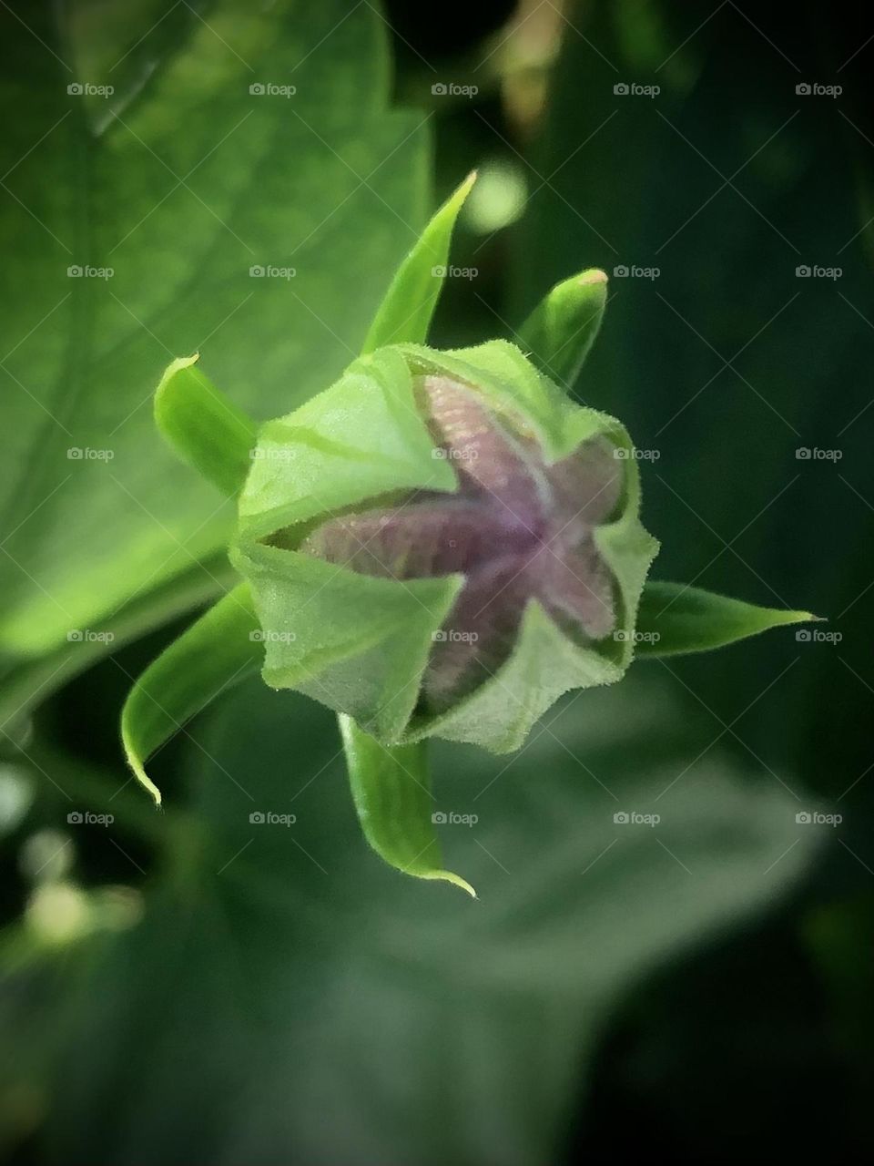 Closeup of a purple hibiscus bud getting ready to bloom by the pool at the bay house in Texas. 