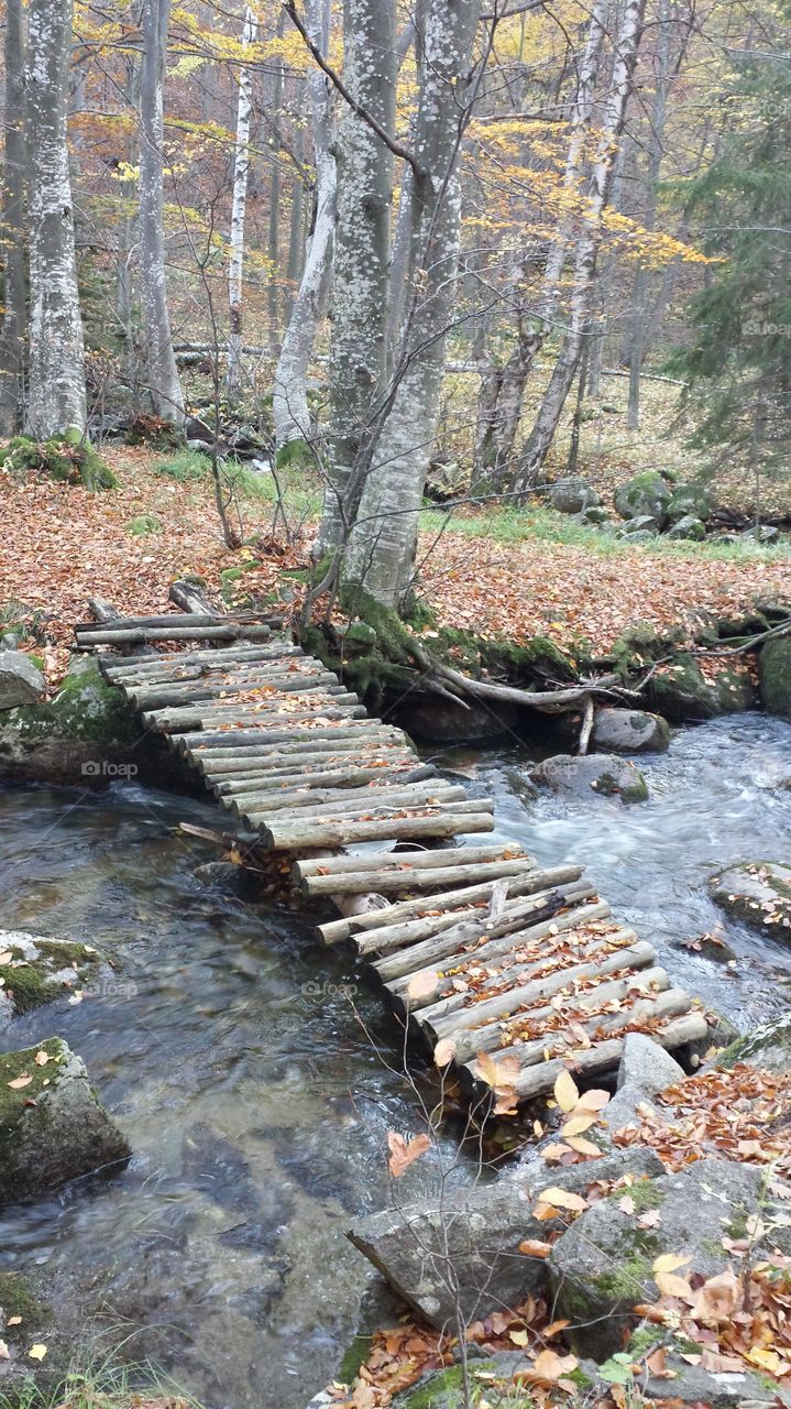 Wooden bridge in the forest