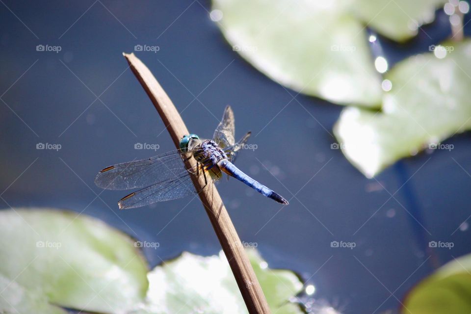 Blue Dasher dragonfly on the on the pond