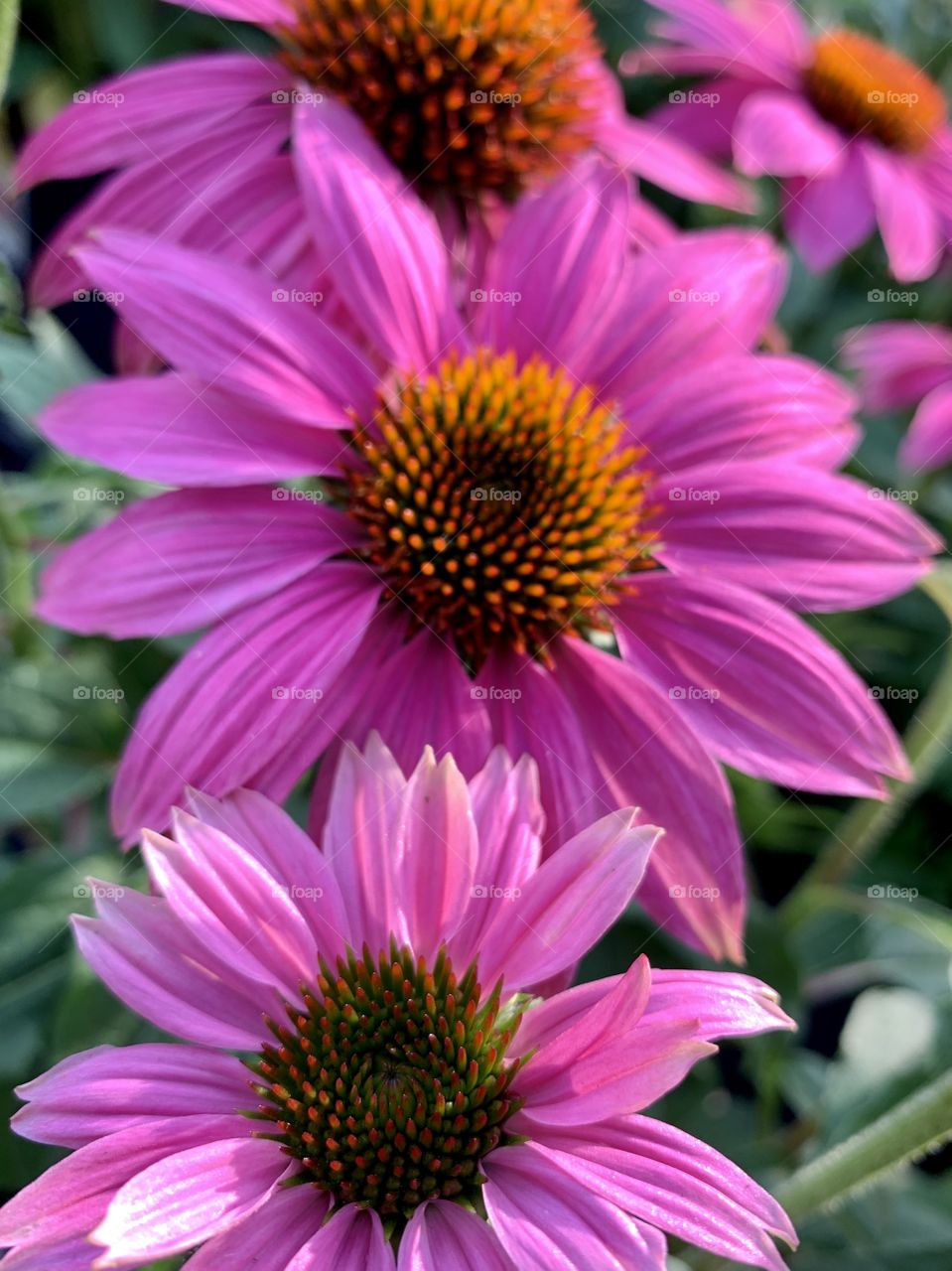 Coneflowers