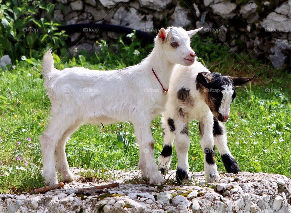 Close-up of a goats standing on rock