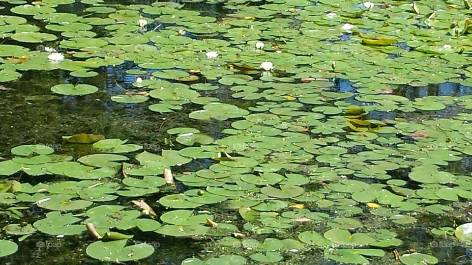 lily pads in water