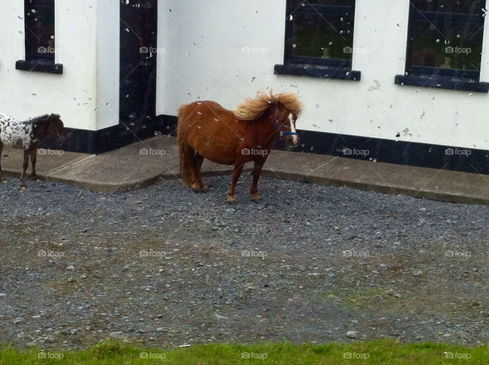Mini horse in the Irish countryside! 