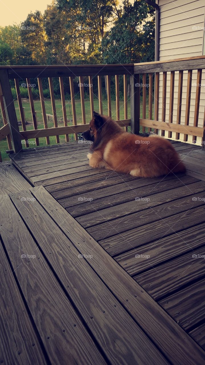 Wood, No Person, One, Wooden, Fence