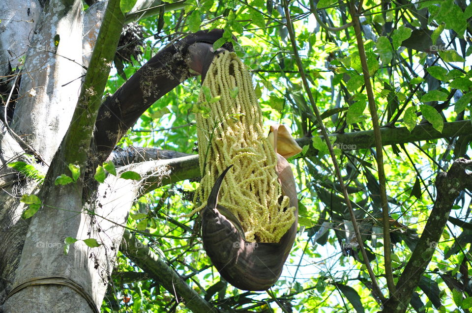 kitul tree flower in sri lanka
#caryota urens
"ancient people use this flower for make sweet jaggery and palm sirap"🍯