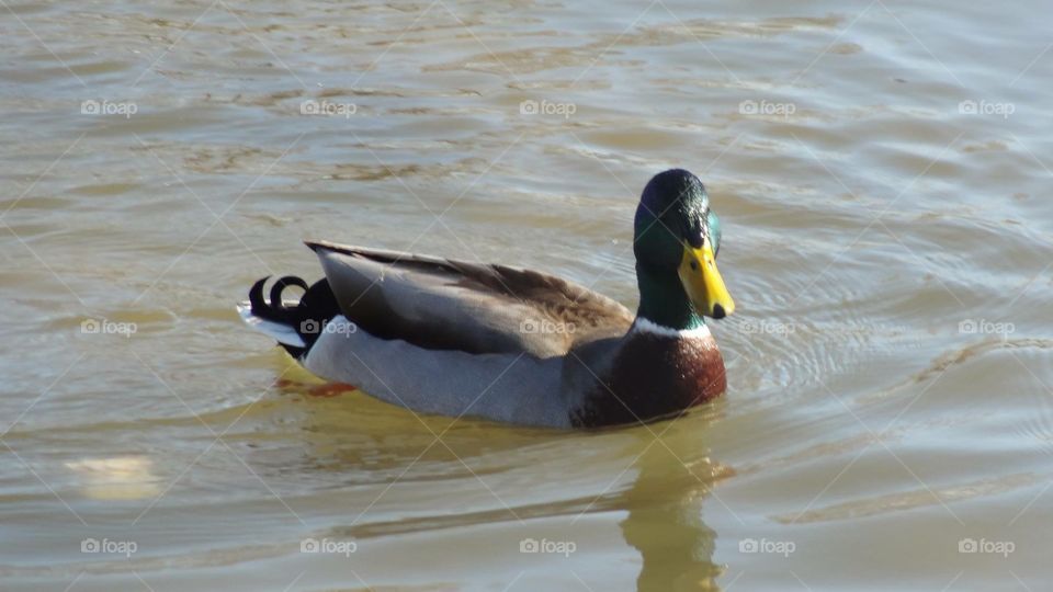 Mallard. Duck on the pond